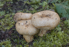 Lactarius repraesentaneus