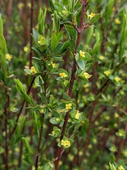 Pimelea pauciflora