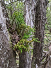 Phlegmariurus varius