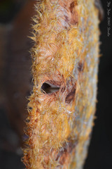 Lactarius repraesentaneus