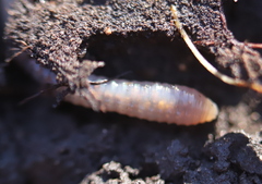 Oligochaeta