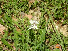 Ornithogalum baeticum