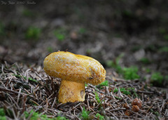 Lactarius repraesentaneus