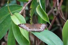 Tanaecia pelea