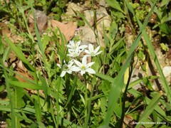 Ornithogalum baeticum
