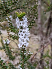 Epacris gunnii
