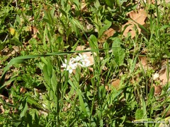 Ornithogalum baeticum