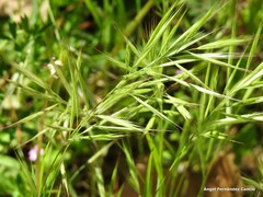Bromus madritensis