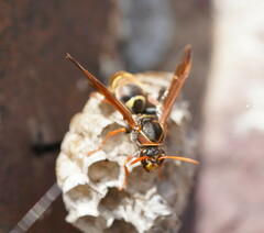 Polistes humilis humilis