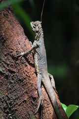 Uranoscodon superciliosus