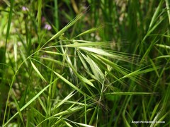 Bromus diandrus