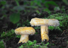 Lactarius repraesentaneus