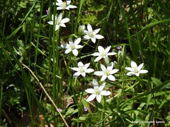 Ornithogalum baeticum