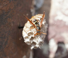 Polistes humilis humilis
