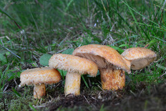 Lactarius repraesentaneus