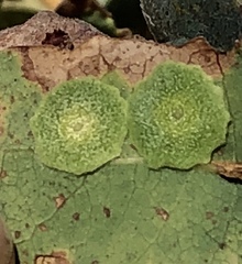 Andricus pattersonae