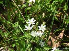 Ornithogalum baeticum