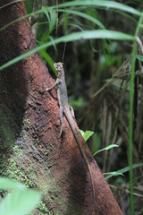 Uranoscodon superciliosus