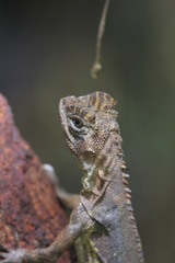 Uranoscodon superciliosus