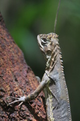 Uranoscodon superciliosus