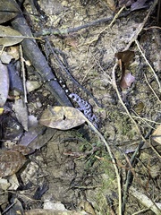 Cyrtodactylus pubisulcus