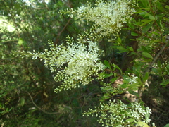 Bursaria spinosa spinosa