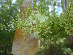 Bursaria spinosa spinosa