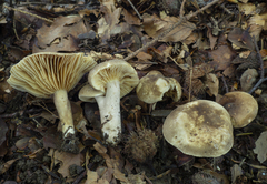 Lactarius ruginosus