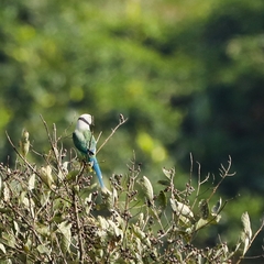 Psittacula columboides