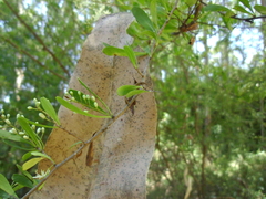 Bursaria spinosa spinosa