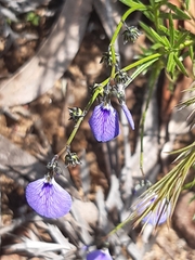 Violaceae