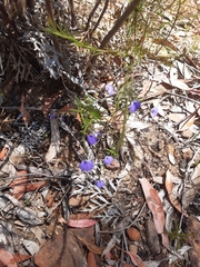 Violaceae