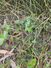 Platylobium obtusangulum