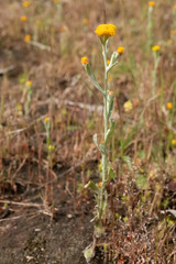 Chrysocephalum vitellinum