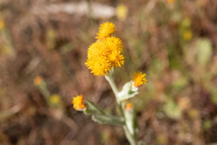 Chrysocephalum vitellinum