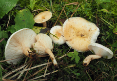 Lactarius scoticus