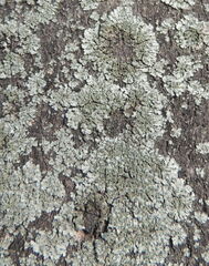 Parmelina tiliacea