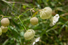 Silene vulgaris