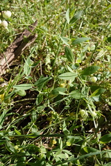 Silene vulgaris