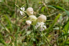 Silene vulgaris