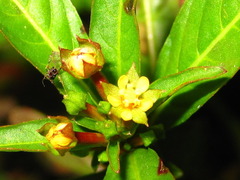 Ludwigia epilobioides