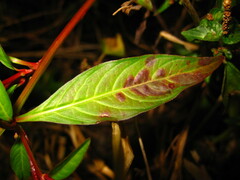 Ludwigia epilobioides