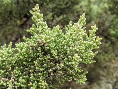 Ozothamnus hookeri
