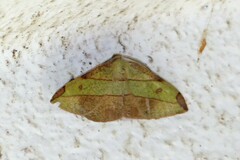 Hypochrosis hyadaria