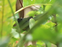 Icterus cayanensis cayanensis