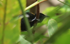 Icterus cayanensis cayanensis