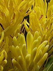 Aulax cancellata