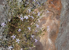 Lithotoma axillaris