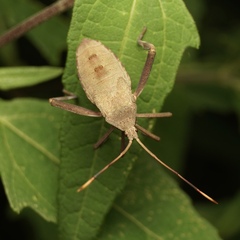 Amorbini