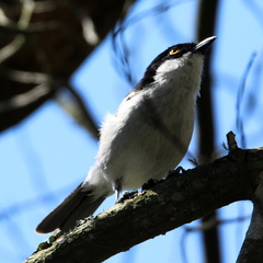 Dryoscopus cubla cubla